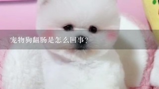 宠物狗翻肠是怎么回事?