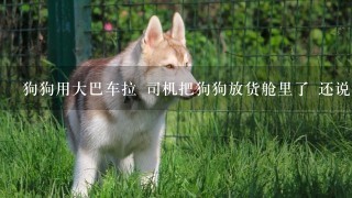 狗狗用大巴车拉 司机把狗狗放货舱里了 还说没事 路