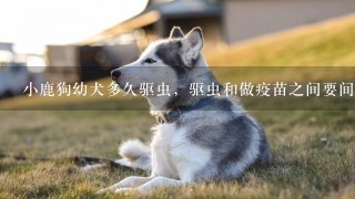 小鹿狗幼犬多久驱虫，驱虫和做疫苗之间要间隔多久。