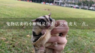 宠物店卖的小蜥蜴是什么？比壁虎大一点。