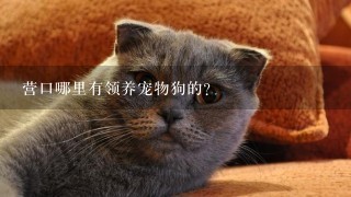 营口哪里有领养宠物狗的？