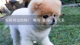 东阳周边的狗厂 哪有 法国斗牛犬卖