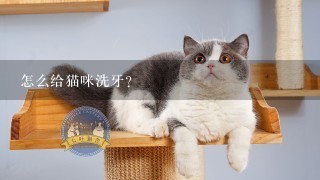 怎么给猫咪洗牙？