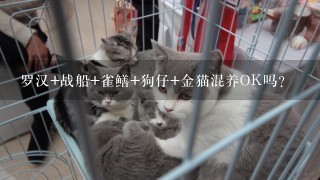 罗汉+战船+雀鳝+狗仔+金猫混养OK吗？