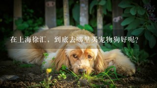 在上海徐汇，到底去哪里买宠物狗好呢？