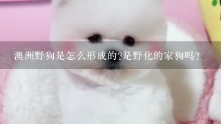 澳洲野狗是怎么形成的?是野化的家狗吗?