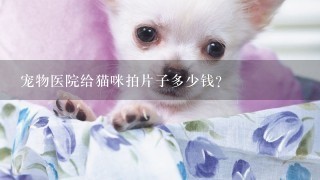 宠物医院给猫咪拍片子多少钱？