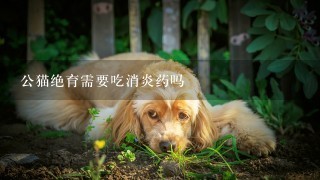 公猫绝育需要吃消炎药吗