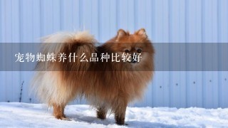 宠物蜘蛛养什么品种比较好