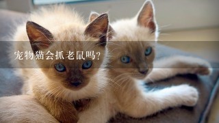 宠物猫会抓老鼠吗?