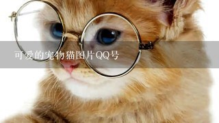 可爱的宠物猫图片QQ号