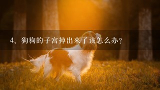 狗狗的子宫掉出来了该怎么办？