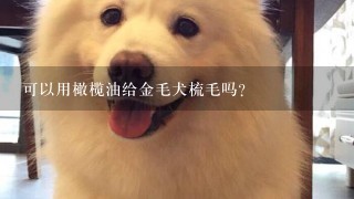 可以用橄榄油给金毛犬梳毛吗?