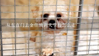 从东直门去金佳骏训犬学校怎么走