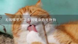 无锡哪里可以卖到健康的宠物狗