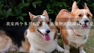 我家两个多月的萨摩，去宠物医院测试出来是犬瘟，第一天打完针之后状态不错，第二天打完针就开始不吃东西