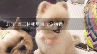 广西玉林哪里回收宠物猫