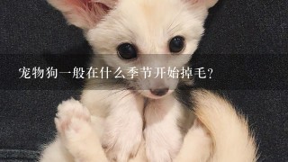 宠物狗一般在什么季节开始掉毛？