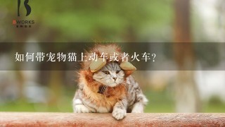 如何带宠物猫上动车或者火车？