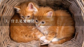 什么是宠物猪