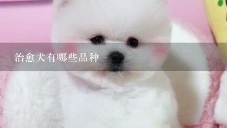 治愈犬有哪些品种