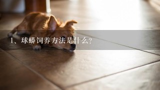 球蟒饲养方法是什么？