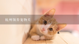 杭州领养宠物犬