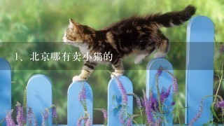 北京哪有卖小猫的