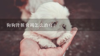 狗狗肾脏衰竭怎么治疗？