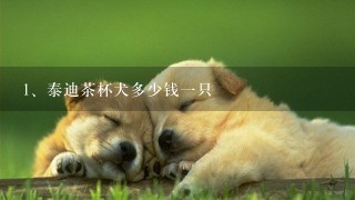 泰迪茶杯犬多少钱一只