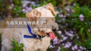 青岛实权宠物训犬学校...