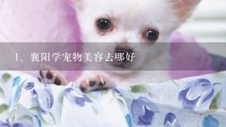 襄阳学宠物美容去哪好