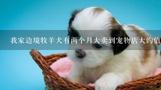 我家边境牧羊犬有两个月大卖到宠物店大约值多少钱?