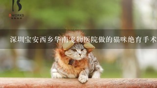 深圳宝安西乡华南宠物医院做的猫咪绝育手术怎么样