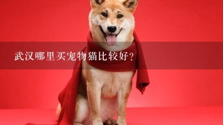 武汉哪里买宠物猫比较好?