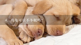 乌龟可以不冬眠吗?