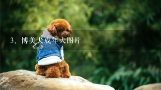 博美犬成年犬图片