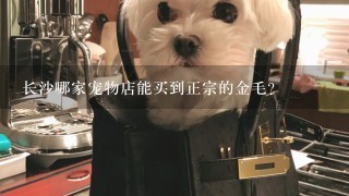 长沙哪家宠物店能买到正宗的金毛？