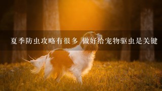 夏季防虫攻略有很多 做好给宠物驱虫是关键