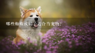 哪些蜘蛛或蝎子适合当宠物？