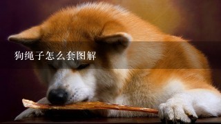 狗绳子怎么套图解