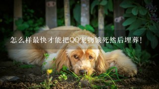 怎么样最快才能把QQ宠物饿死然后埋葬！