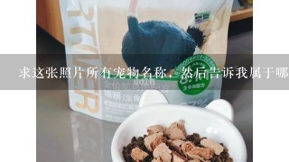 求这张照片所有宠物名称，然后告诉我属于哪个动漫里的，动漫叫什么，宠物叫什么。谢谢了。如果回答请回答