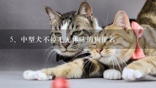 中型犬不掉毛无体味的狗排名