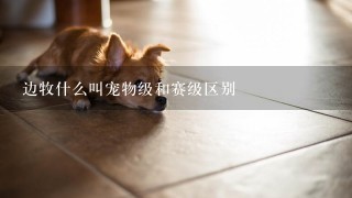 边牧什么叫宠物级和赛级区别