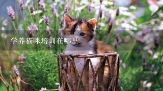 学养猫咪培训在哪里