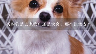 买狗狗是去宠物店还是犬舍，哪个比较安全？