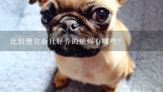 比较便宜而且好养的蜥蜴有哪些？