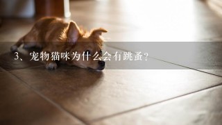 宠物猫咪为什么会有跳蚤？