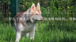 三岁儿子被才出生十几天的宠物狗咬伤，母狗和公狗都打过狂犬 役苗，孩子是否要去打针